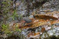 Cliff Flycatcher (Hirundinea ferruginea) photo