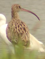 Far Eastern Curlew - Numenius madagascariensis