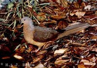 Brown Cuckoo-Dove - Macropygia phasianella