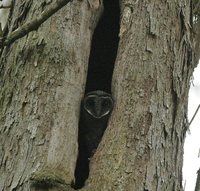 Greater Sooty-Owl - Tyto tenebricosa