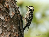 Red-cockaded Woodpecker - Picoides borealis