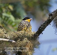 Swallow-tailed Cotinga - Phibalura flavirostris