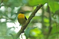 Golden-collared Manakin - Manacus vitellinus