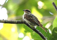 Streaked Flycatcher - Myiodynastes maculatus