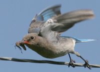 Mountain Bluebird - Sialia currucoides