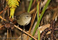 Sunda Bush-Warbler - Cettia vulcania