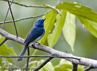 Black-naped Monarch - Hypothymis azurea