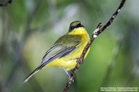 Bornean Whistler - Pachycephala hypoxantha