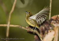 Yellow-breasted Flowerpecker - Prionochilus maculatus