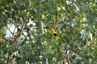 Eurasian Golden Oriole - Oriolus oriolus