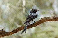 Crested Drongo - Dicrurus forficatus