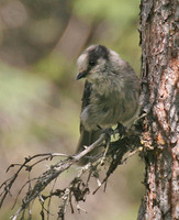 Gray Jay - Perisoreus canadensis