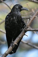 Carrion Crow - Corvus corone