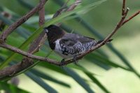 Bronze Mannikin - Spermestes cucullatus