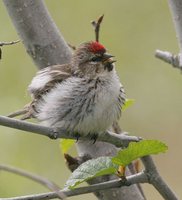 Common Redpoll - Carduelis flammea