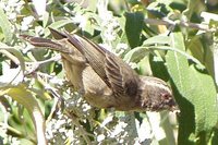 Streaky-headed Seedeater - Serinus gularis