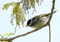 Blackpoll Warbler - Dendroica striata