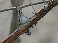 Black-and-white Warbler - Mniotilta varia