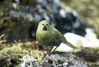 Gough Island Finch - Rowettia goughensis