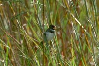 Double-collared Seedeater - Sporophila caerulescens