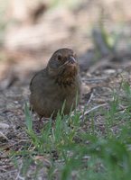 California Towhee - Pipilo crissalis