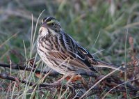 Savannah Sparrow - Passerculus sandwichensis