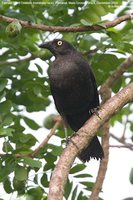 Giant Cowbird - Molothrus oryzivora