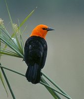 Scarlet-headed Blackbird - Amblyramphus holosericeus