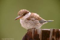 Striped Kingfisher