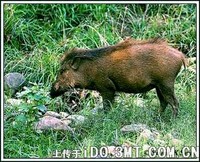 斯里兰卡野猪 Sus scrofa affinis -