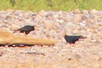 Black Caracara