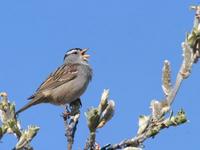 White-Crowned Sparrow