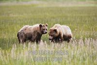 ...Coastal Brown Bear , ( Ursus arctos ) in the grass flats along the coast of Cook Inlet , Lake Cl