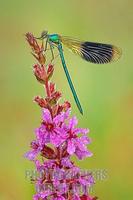 Banded Demoiselle ( Calopteryx splendens ) stock photo