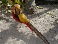 golden pheasant