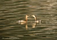 논병아리 Little Grebe Podiceps ruficollis