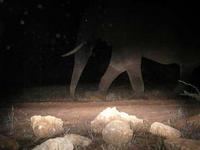 Unfortunately elephants are renowned for their dislike of camera traps and have tried their best