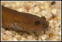 : Hynobius quelpaertensis