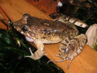 : Leptodactylus validus