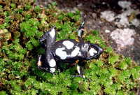 : Mantella cowanii; Harlequin Mantella