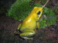 : Phyllobates bicolor; Black Leg Poison Dart Frog