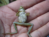 : Pristimantis galdi