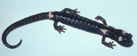 : Pseudoeurycea naucampatepetl; Cofre de Perote Salamander