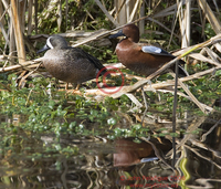 : Anas discors; Blue-winged Teal