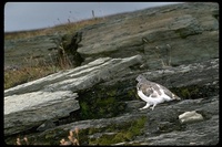 : Lagopus leucurus; White-tailed Ptarmigan