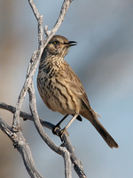 : Oreoscoptes montanus; Sage Thrasher