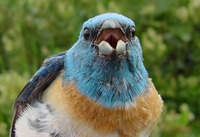 : Passerine amoena; Lazuli Bunting