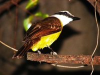 : Pitangus sulphuratus