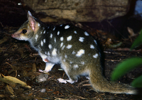 : Dasyurus viverrinus; Native Cat, Quoll