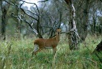 : Raphicerus campestris; Steenbok